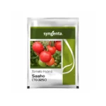 Syngenta Saaho Tomato seeds