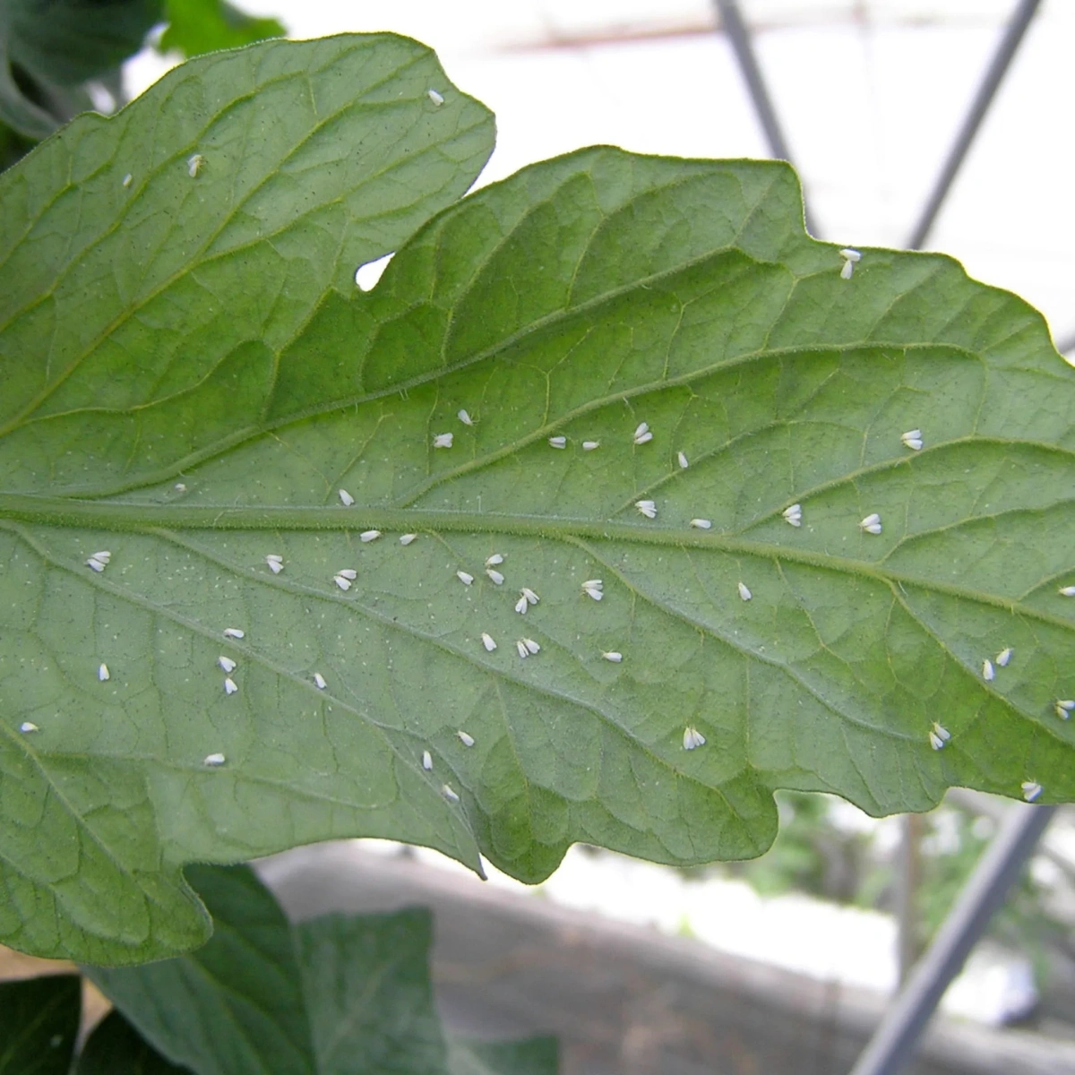 summer-leaf様　ご確認用 Tomato WhiteFly - High Yields Agro