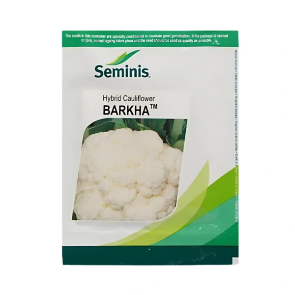 Seminis Barkha(Cauliflower)